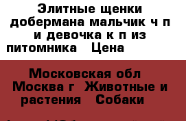 Элитные щенки добермана мальчик ч/п и девочка к/п из питомника › Цена ­ 35 000 - Московская обл., Москва г. Животные и растения » Собаки   